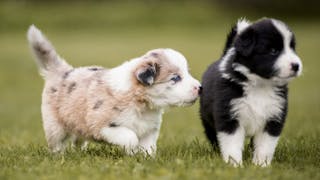 Border Collie puppies walking together outdoors in a garden